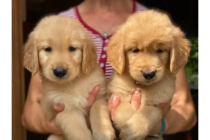 $400 : Cachorros de Golden Retriever image 2
