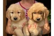 $400 : Cachorros de Golden Retriever thumbnail