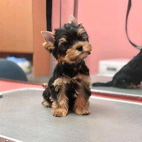 $400 : purebred yorkie puppies image 1