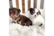 Gorgeous Chihuahua Puppies en Hialeah