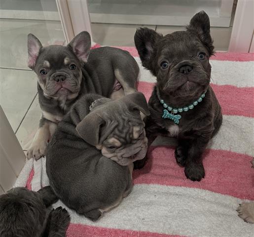 French bulldog image 3