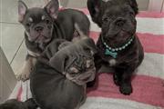 French bulldog thumbnail