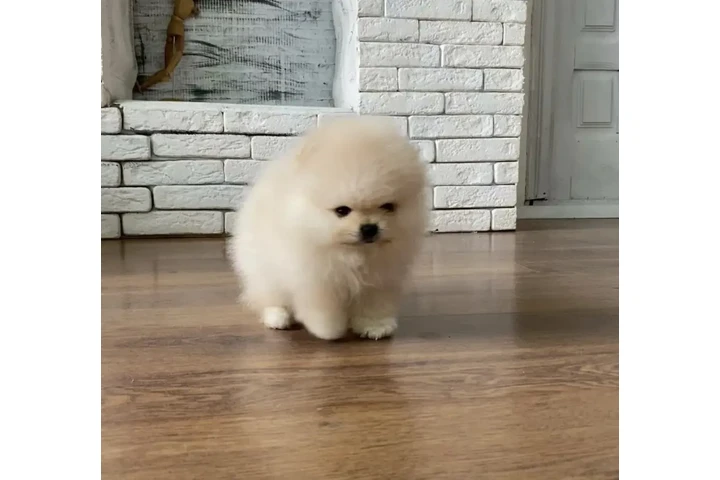 $300 : Pomeranian puppies image 2