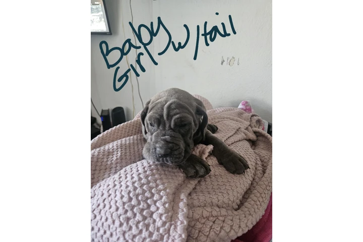 $600 : Cane corso image 3