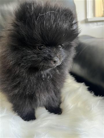 $1600 : Macho Pomeranian image 7