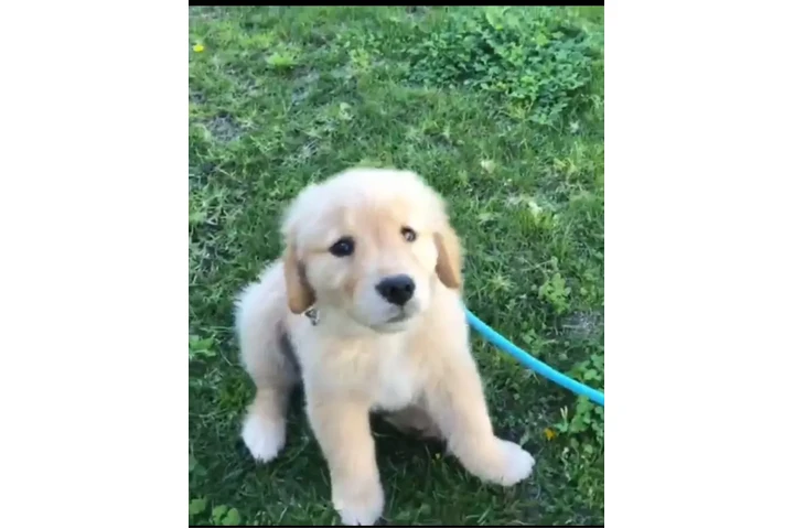 $400 : Purebred Golden retrievers image 2