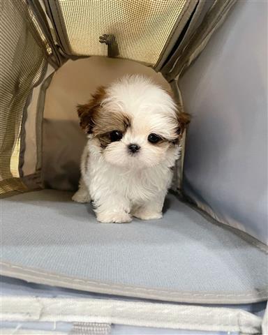 $350 : MALTIPOO EN VENTA image 1