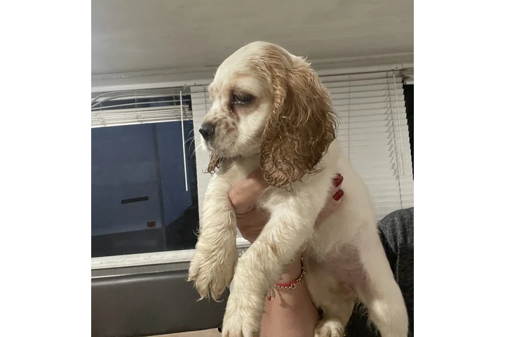 $1000 : Coker Spaniel image 2