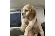 $1000 : Coker Spaniel thumbnail