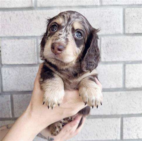 $400 : khaled puppy for adoption image 2