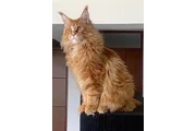 Raza De Gatos Maine Coons Lind en Medellin