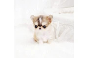 $350 : Micro Chihuahua thumbnail
