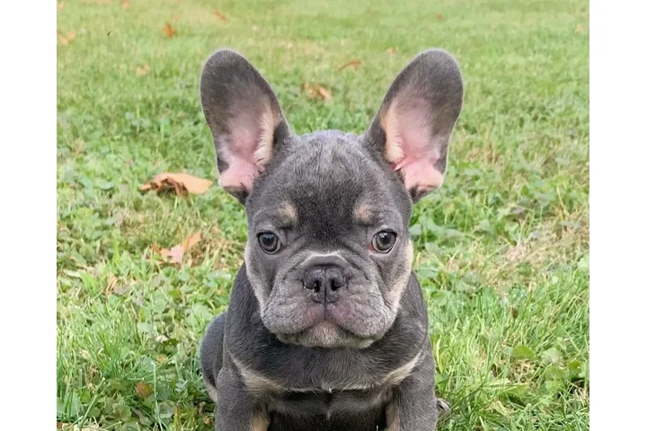 Fluffy Frenchies puppies image 3
