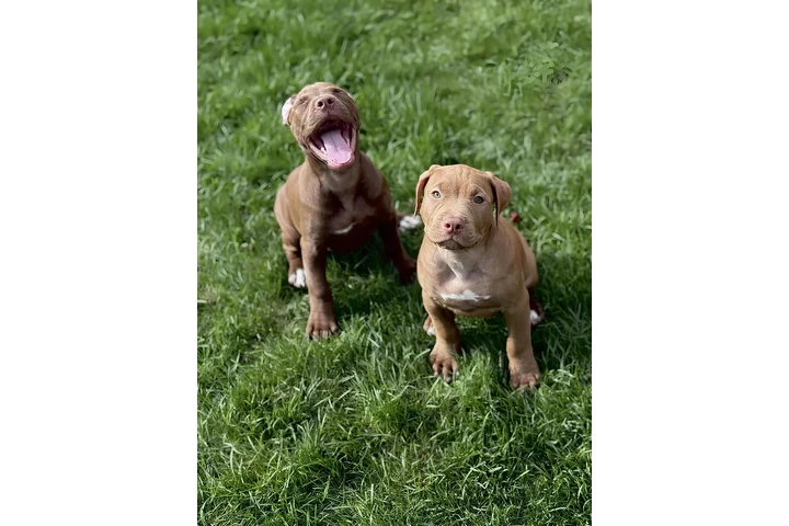 $500 : Cachorros Pitbull image 1