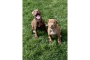 Cachorros Pitbull en Los Angeles
