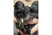$500 : Germán Shepherd puppies thumbnail