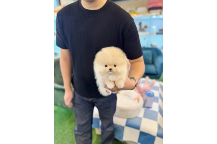 $450 : Pomeranian puppies for sale image 1