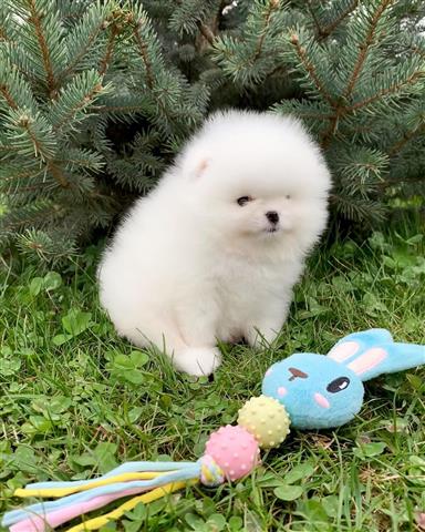 $500 : Teacup pomeranian image 7