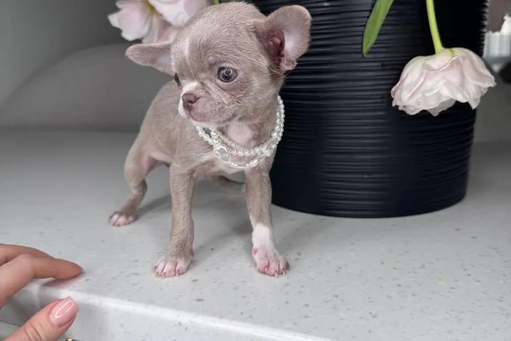 $250 : Chihuahua teacup puppies image 2