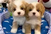 Cavalier King Charles Spaniel en Riverside