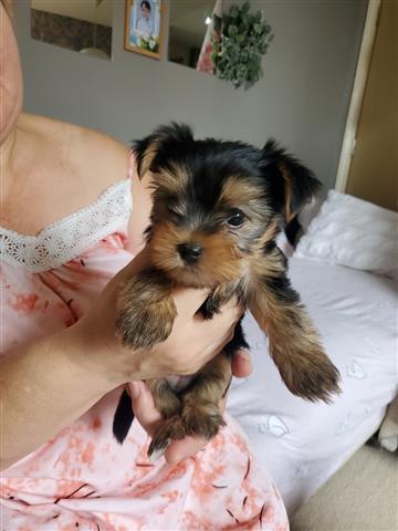$280 : Yorkshire Terrier Tuppies image 3