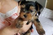 $280 : Yorkshire Terrier Tuppies thumbnail