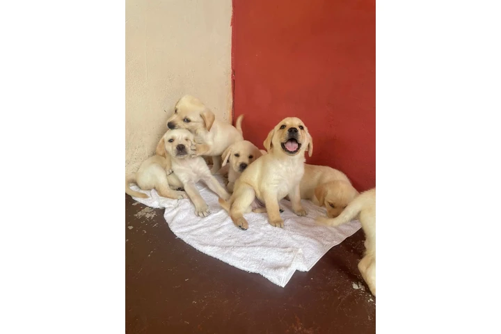 $500 : Cachorros Labradores Amarillos image 1