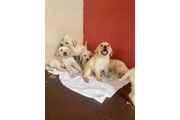 Cachorros Labradores Amarillos en Ciudad Panama