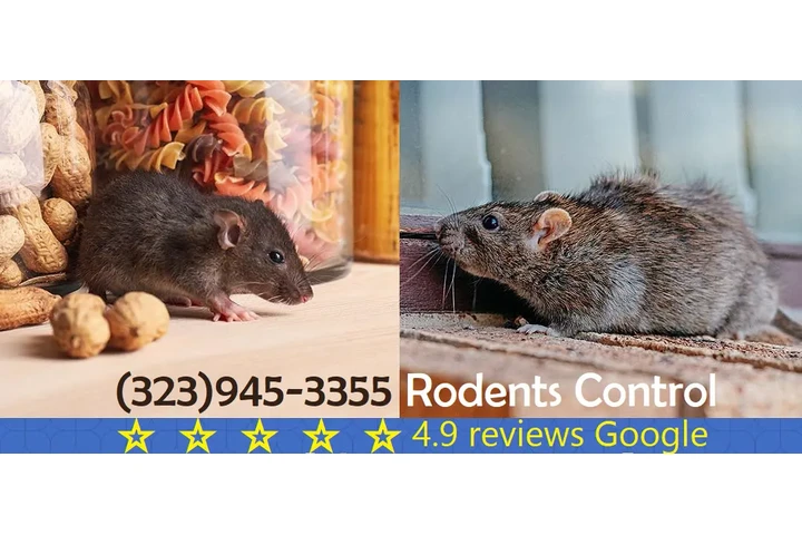 FUMIGACION RATONES LOS ANGELES image 3