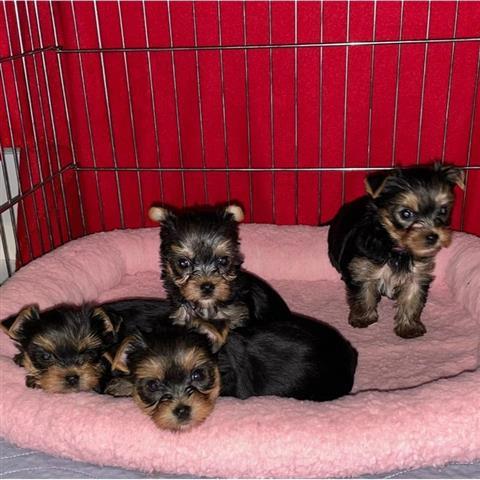 $350 : Yorkies a la venta image 1