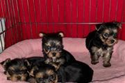 Yorkies a la venta