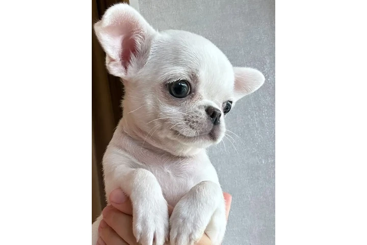 $350 : Cachorros Chihuahua image 5