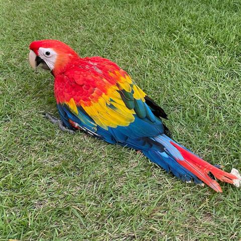 $850 : 🔥Scarlet Macaws Parrots For🔥 image 2