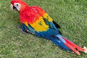 $850 : 🔥Scarlet Macaws Parrots For🔥 thumbnail