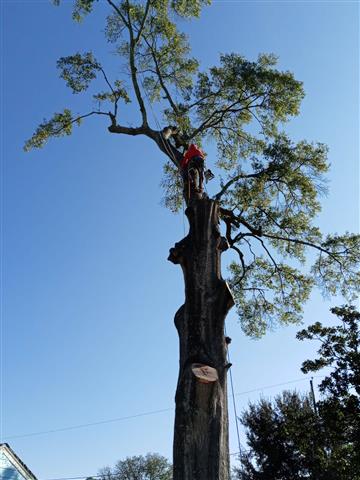 Tex-cut Tree Service image 3
