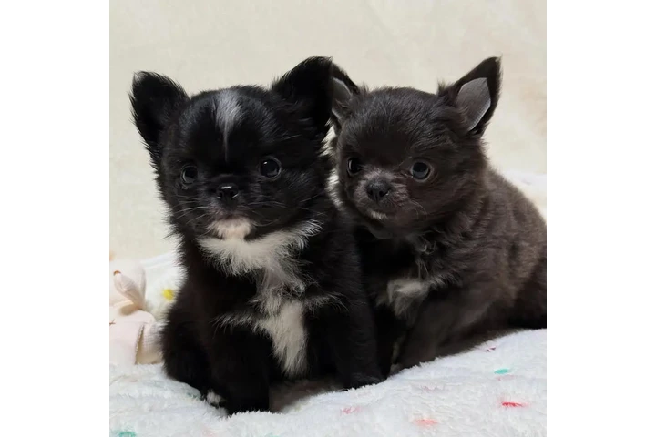 $400 : Chihuahua and Maltipoo Puppies image 3