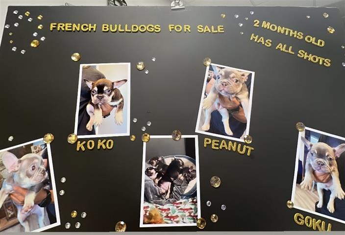 $3500 : Gorgeous French Bulldogs image 1