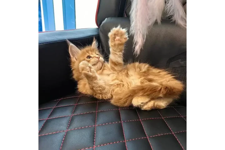 $380 : 2 gatitos Maine Coon image 2