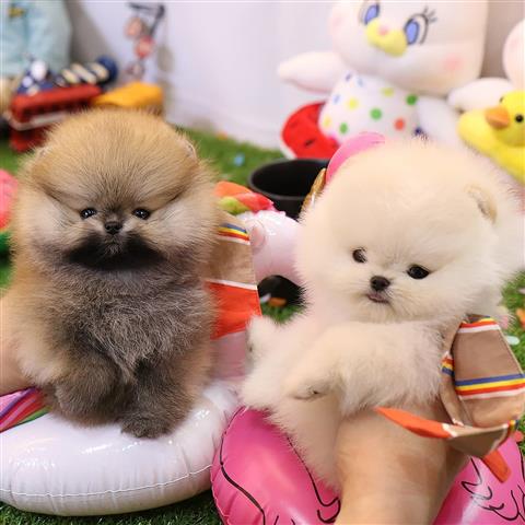 $350 : Pomerania en venta image 2