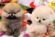 $350 : Pomerania en venta thumbnail