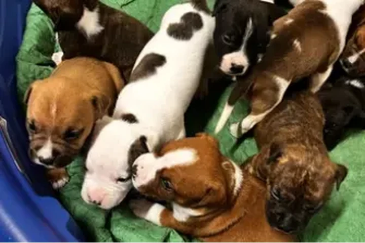 $150 : American staffordshire terrier image 3