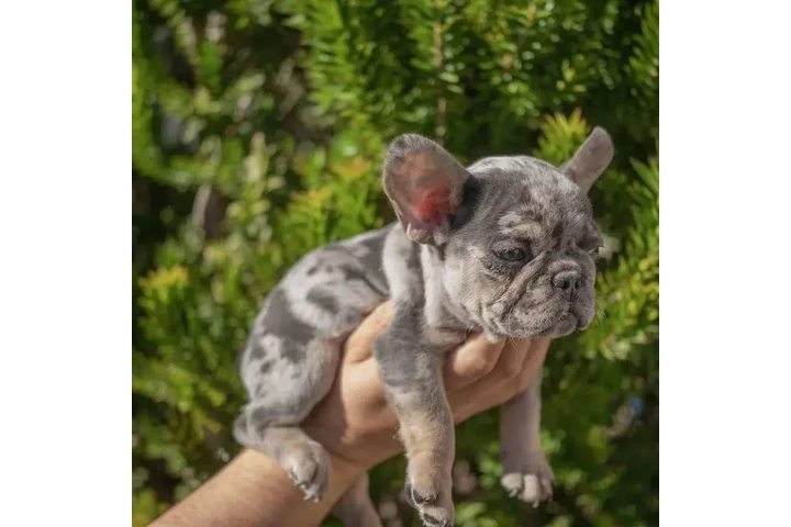$300 : French bulldog and Pomeranian image 6