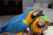Blue and Gold Macaw Parrots en Denver