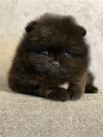 $300 : Pomeranian puppies image 3
