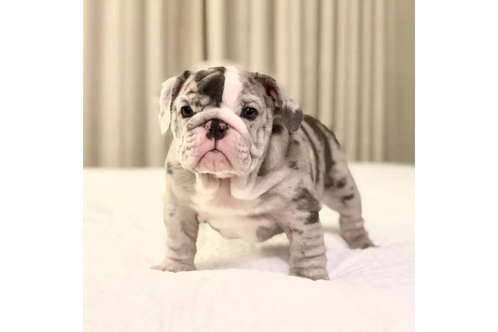 $350 : Cachorros Bulldog Inglés image 3