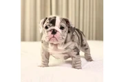 $350 : Cachorros Bulldog Inglés thumbnail