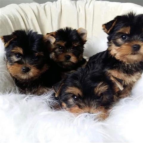 $250 : Teacup Yorkie Puppies image 1