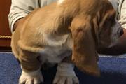 $700 : Basset Hound Puppies Top Quali thumbnail