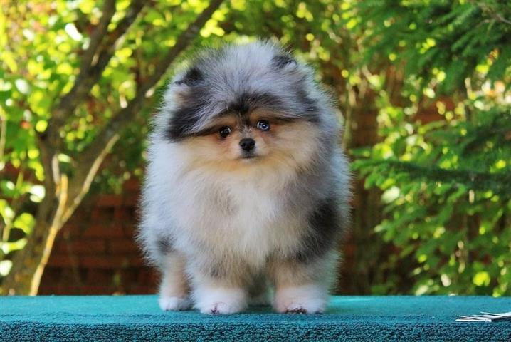 $250 : Teacup Pomeranian Puppies image 2