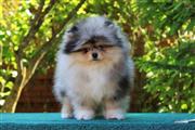 $250 : Teacup Pomeranian Puppies thumbnail